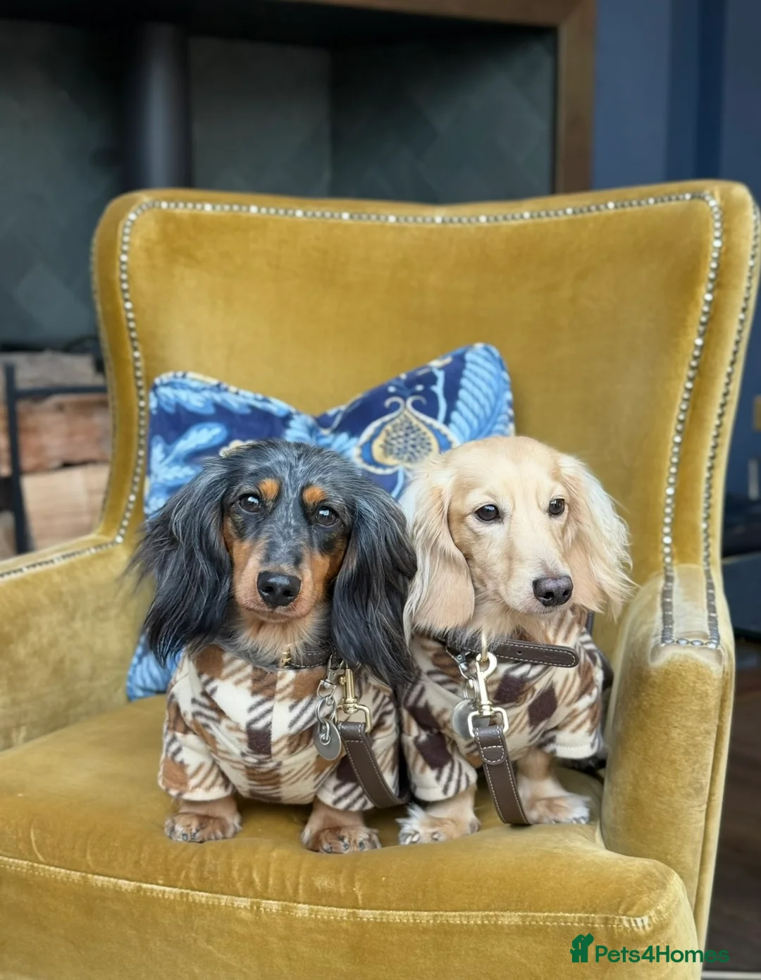 Miniature Dachshund dogs for sale: Beautiful Cream Mini Long Haired Dachshund Pups 🐾 - Advert 17