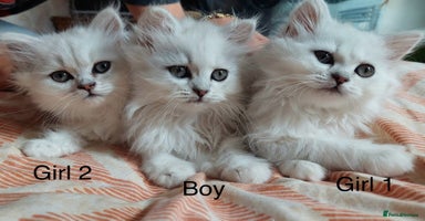Persian cats - Advert 16