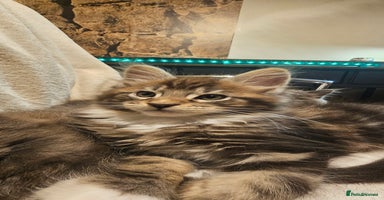 Maine Coon cats Pure Maine Coons – European Lines - Advert 16