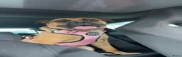 Bullmastiff dogs for sale: Bella - Advert 8