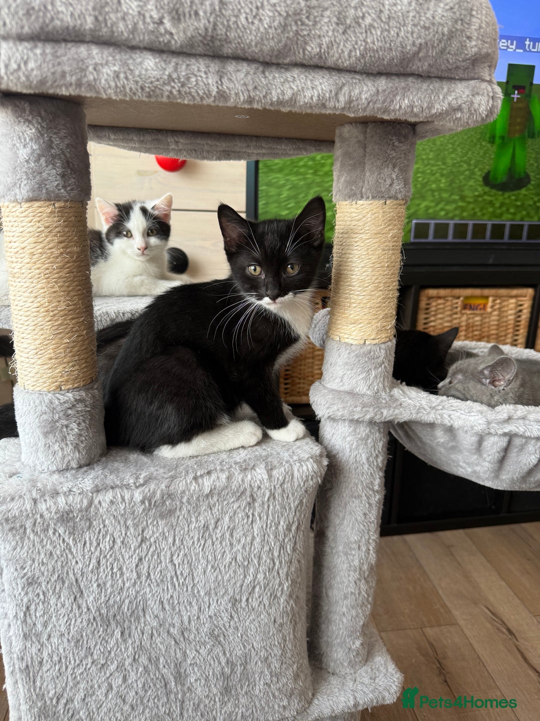 Mixed Breed cats for sale: British shorthair 5 mix kittens  - Image 9