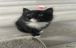 Mixed Breed cats for sale: Mixed breed kittens - Image 17