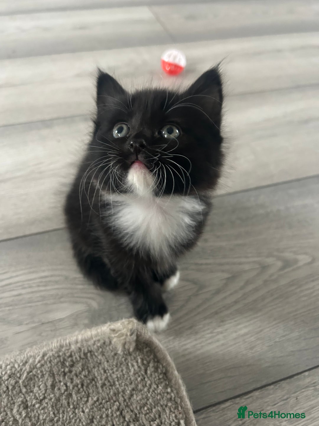 Mixed Breed cats for sale: Mixed breed kittens - Image 17