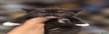 Stanley