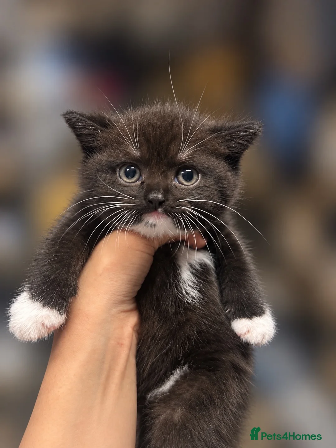 Mixed Breed cats for sale: mixed breed tuxedo kittens - 1 male and female - Advert 2