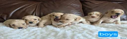 Cockapoo dogs for sale: DNA Health Tested Cockapoos Apricot/Golden - Advert 20