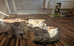 Bengal cats for sale: Bengal girls - Image 14