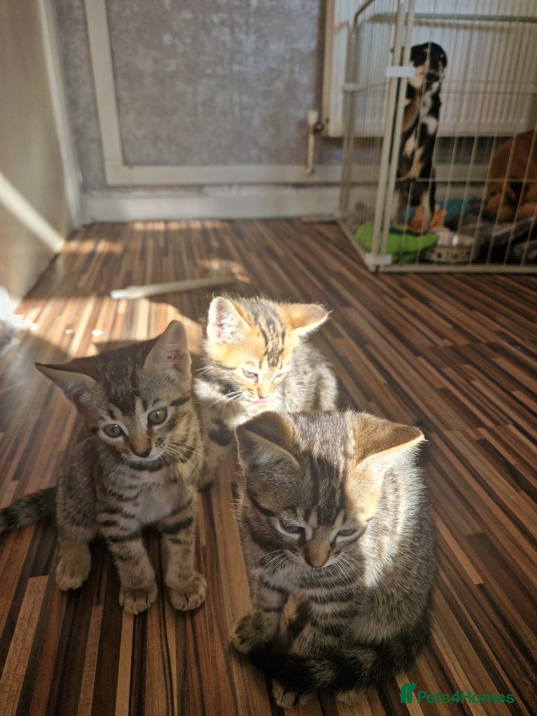 Bengal cats for sale: Bengal girls - Image 14