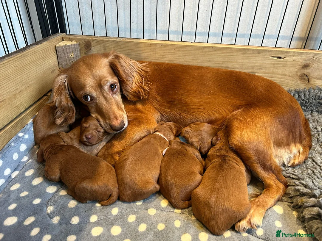 Cocker Spaniel dogs for sale: Stunning Red Kc Working Cocker Spaniels   - Advert 6