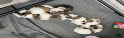 Zuchon dogs for sale: Zuchon puppies for sale in Great Yarmouth - Advert 7
