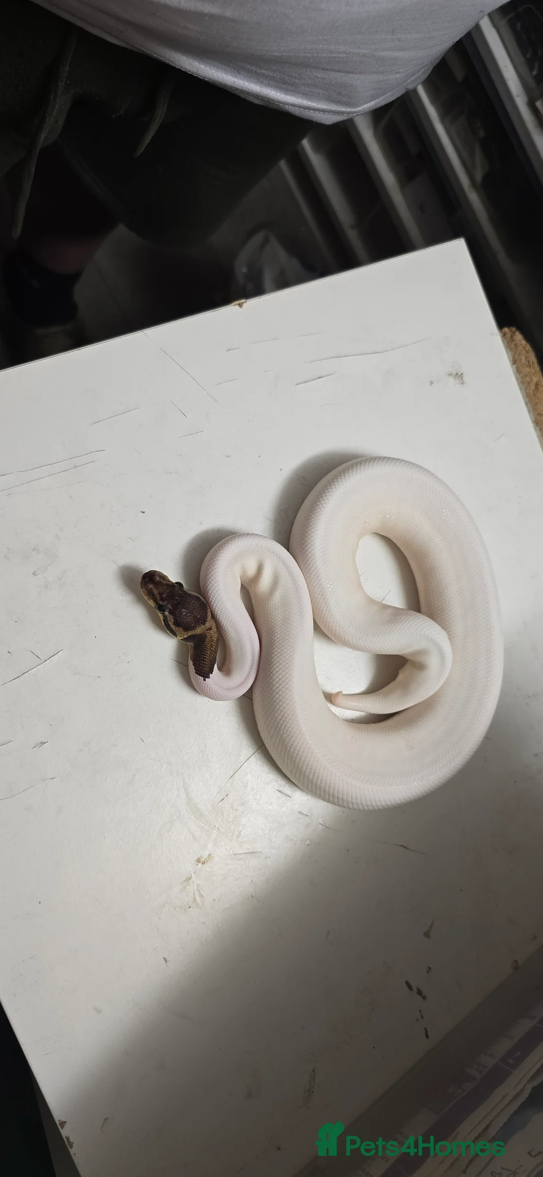 Python Snake reptiles for sale: Various Ball Pythons in Wellingborough - Advert 6