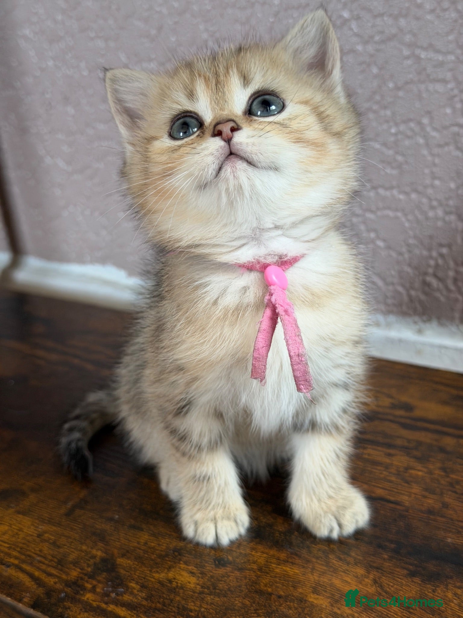 British Shorthair cats British Shorthair golden tabby kittens TICA - Advert 6