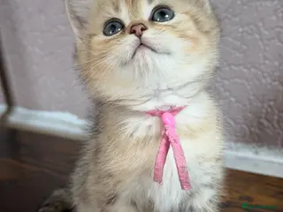 British Shorthair cats British Shorthair golden tabby kittens TICA - Advert 6
