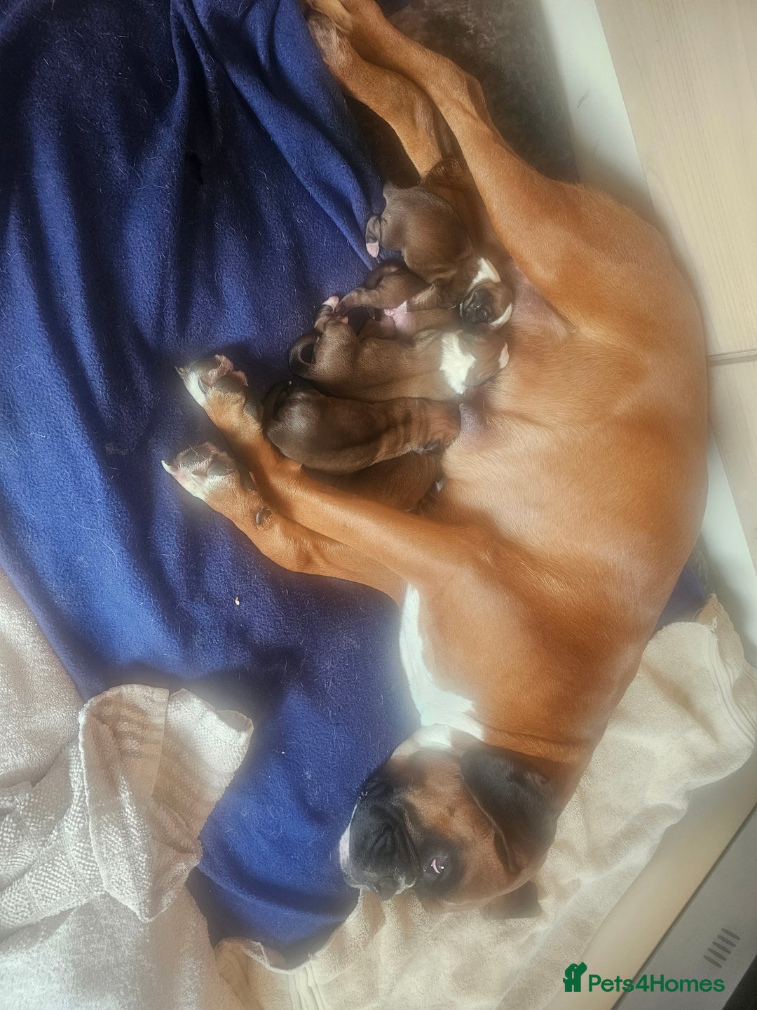 Boxer dogs for sale: Beautiful KC Registered Boxer Puppies - Advert 20