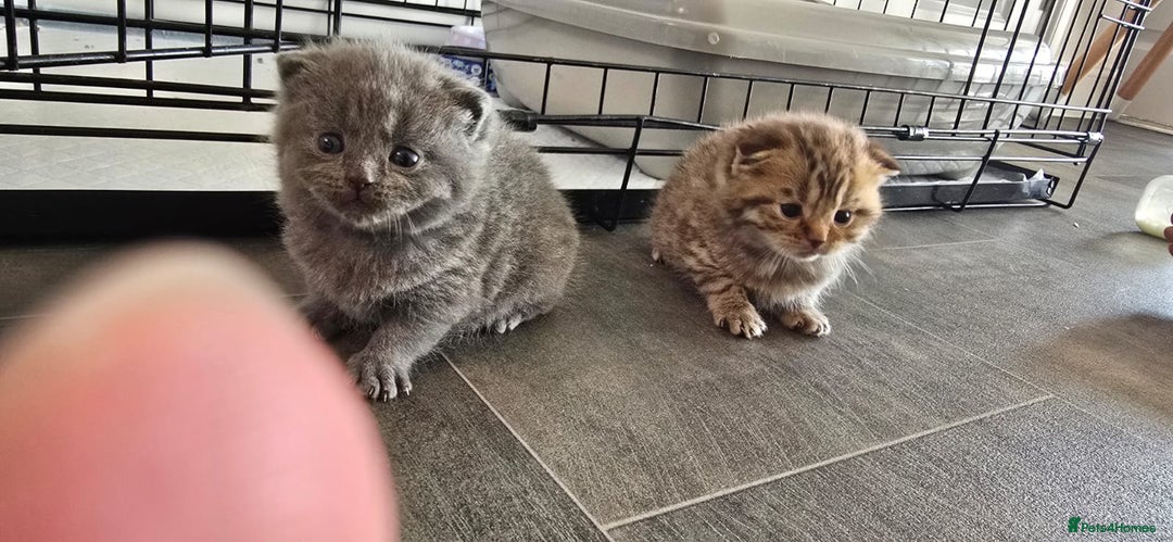 Scottish Fold cats for sale: For sale Scottish fold kitties  - Image 14