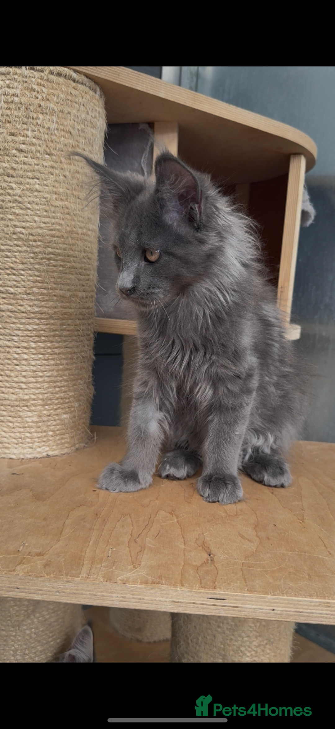 Maine Coon cats for sale: XL maine coon kittens Russia bloodlines Ready Now in Spalding - Image 14