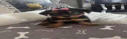 Yorkshire Terrier dogs for sale: Adorable Yorkshire Terrier Puppies 8 girls&1 boy.  - Advert 35