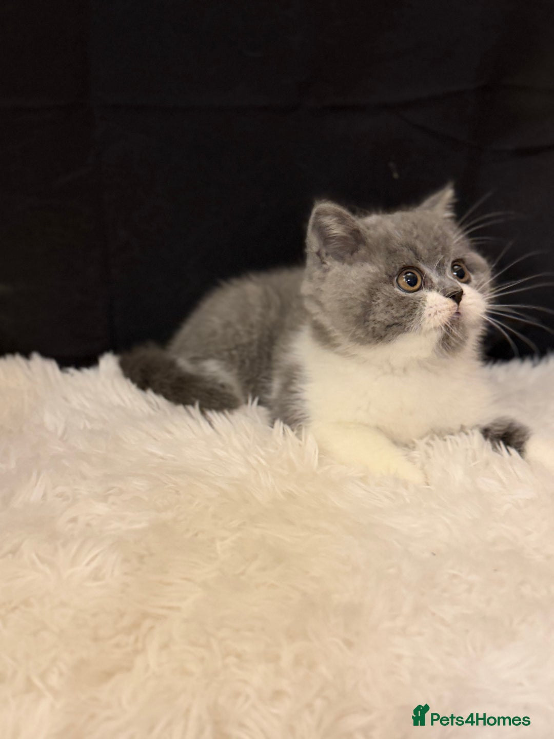 British Shorthair cats for sale: Full Pedigree Registered BSH  - Advert 10
