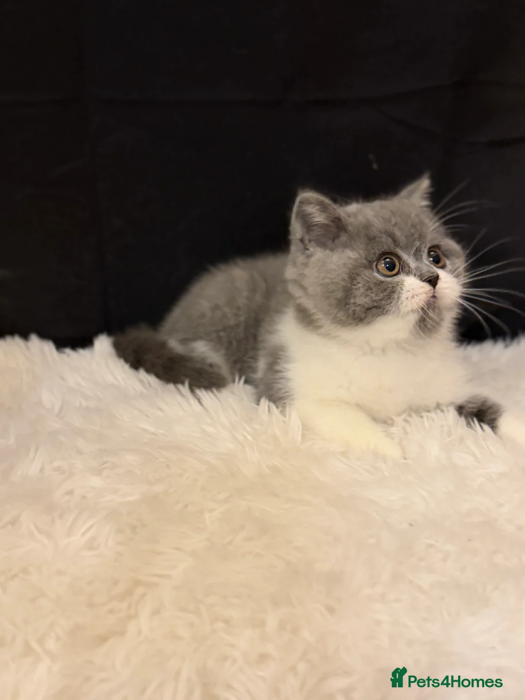British Shorthair cats for sale: Full Pedigree Registered BSH  - Advert 16