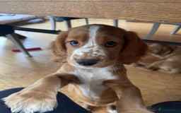 Mixed Breed dogs for sale: Cockalier, Springer Spaniel looking for a new home - Image 17