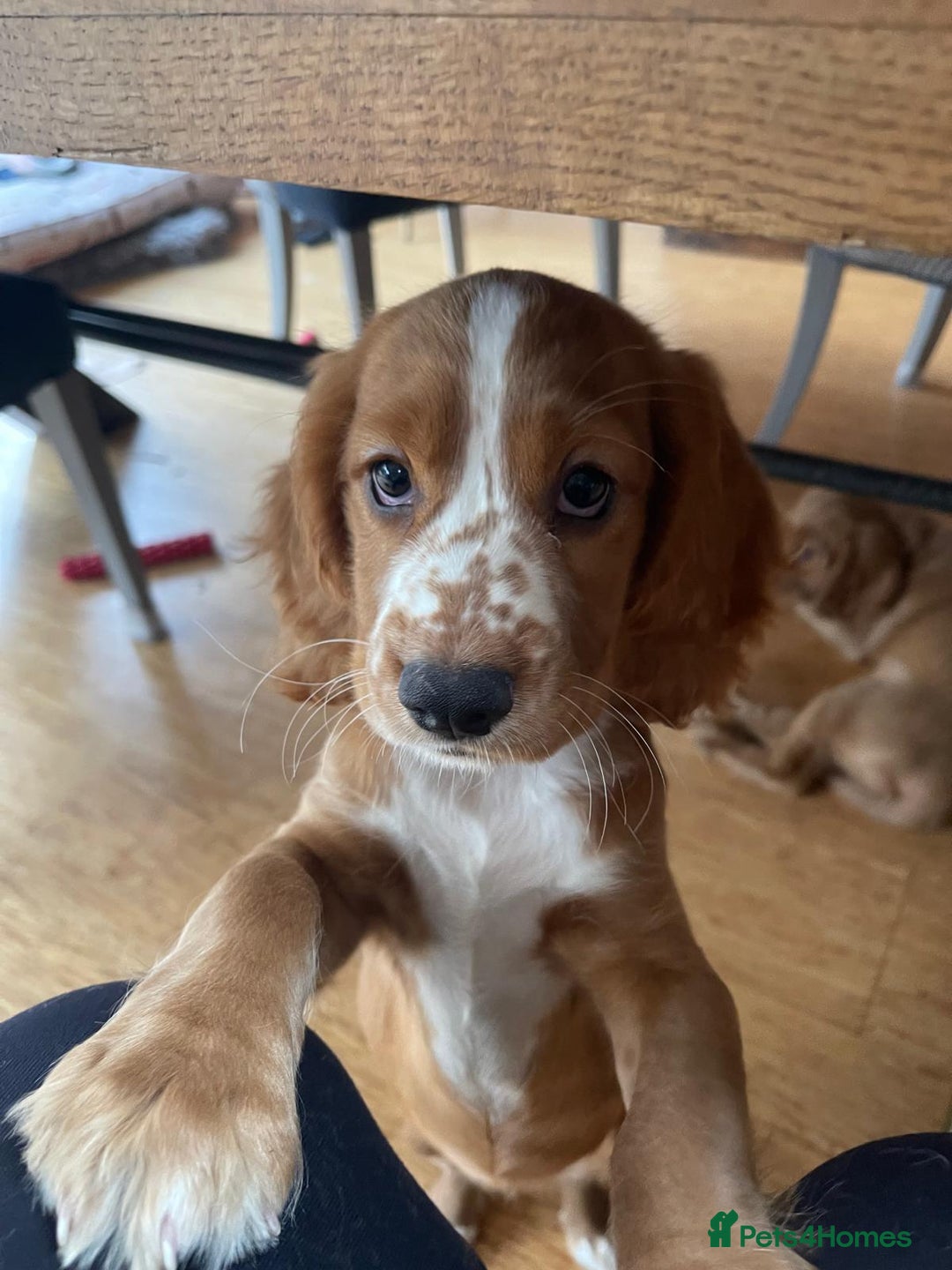 Mixed Breed dogs for sale: Cockalier, Springer Spaniel looking for a new home - Image 17