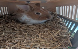 Lionhead rabbits for sale: Lionhead for sale  - Image 2