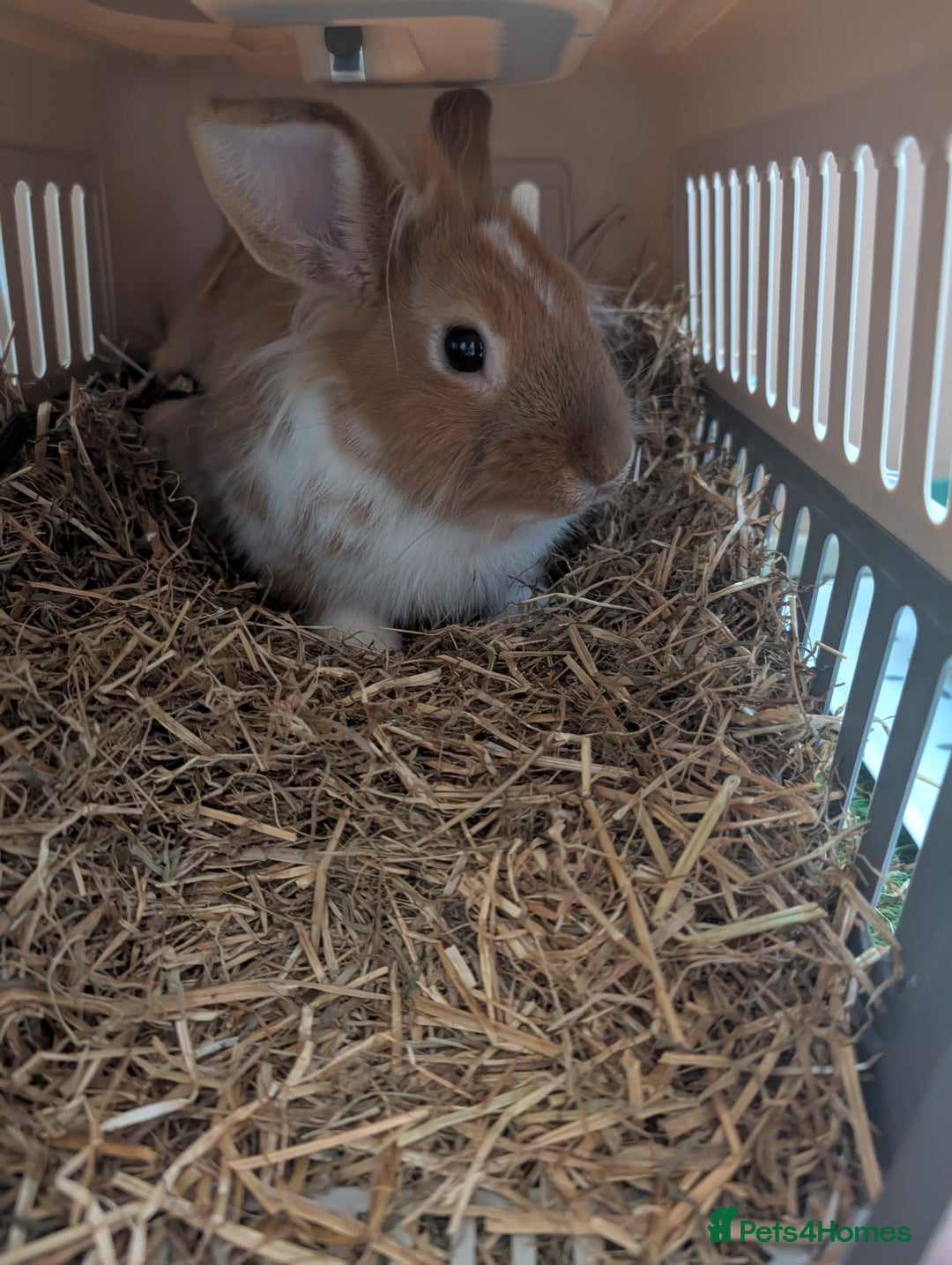 Lionhead rabbits for sale: Lionhead for sale  - Image 2