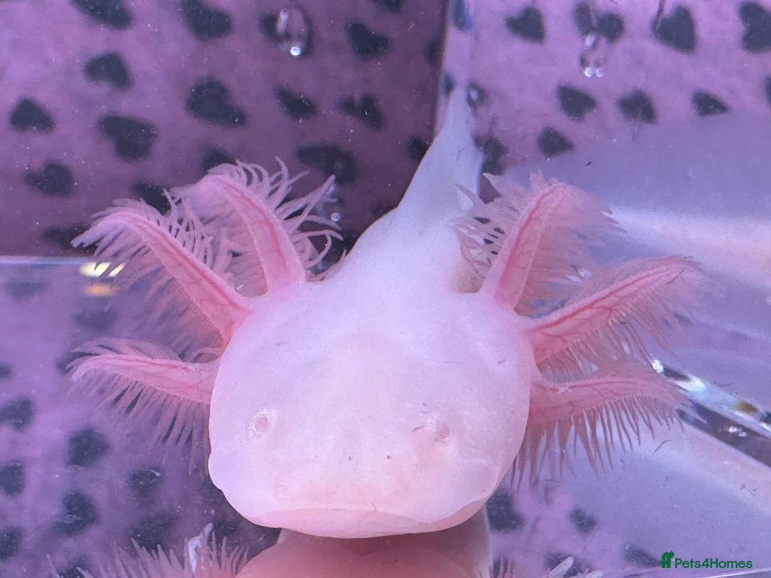 Axolotl reptiles for sale: Axolotl juveniles variety of morphs 3months old  - Advert 6