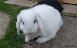 Mini Lop rabbits for sale: Gorgeous Mini lop babies looking for new homes - Image 9