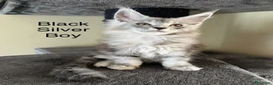 Maine Coon Kitten 2
