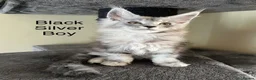 Maine Coon cats for sale: Pure Breed Maine Coon Kittens - Advert 12
