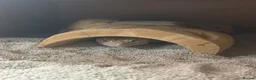 Leopard Gecko reptiles for sale: Leopard gecko with full set up - Advert 2