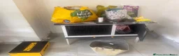 Ferret rodents for sale: Female ferret - Advert 5