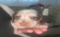 Cocker Spaniel dogs for sale: 🔥 rare coloured show type cocker spaniels  - Image 28