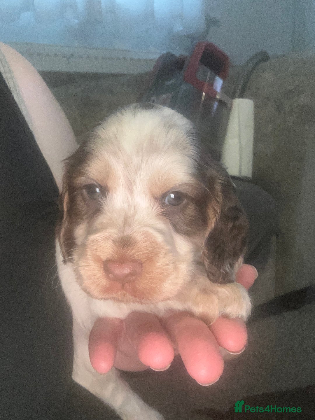 Cocker Spaniel dogs for sale: 🔥 rare coloured show type cocker spaniels  - Image 28