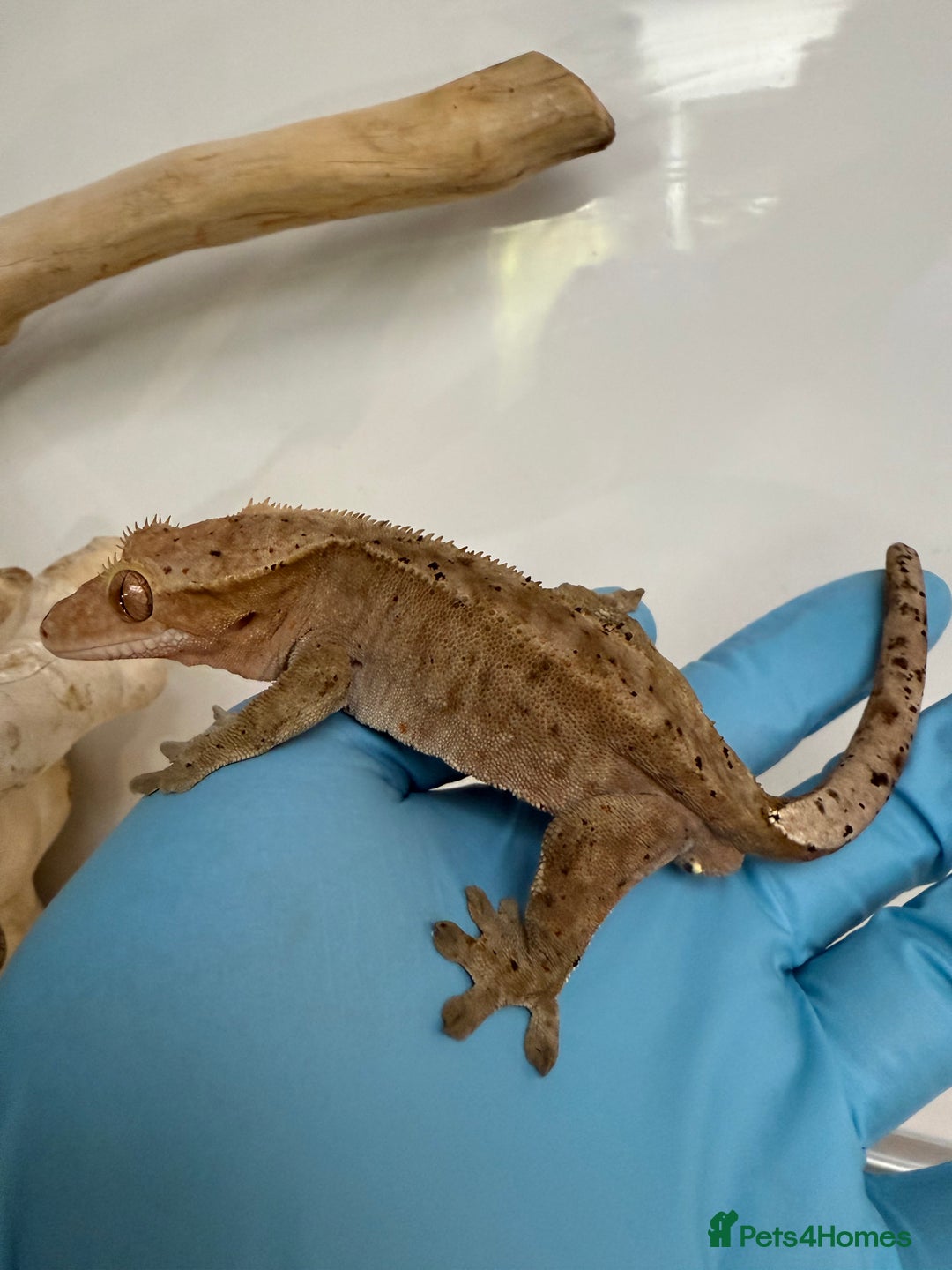 Gecko reptiles for sale: Variety of crested geckos for sale  - Advert 10