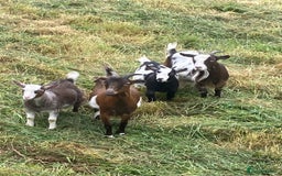 Goats livestock for sale: Adorable pygmy goat kids - Image 3
