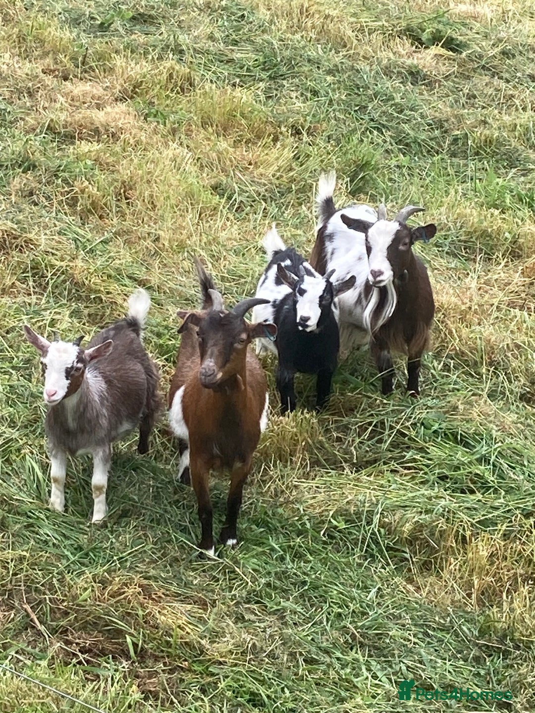 Goats livestock for sale: Adorable pygmy goat kids - Image 3
