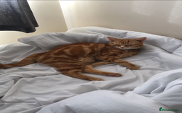 Domestic Shorthair cats for sale: 2 kittens looking for their new home  - Image 3