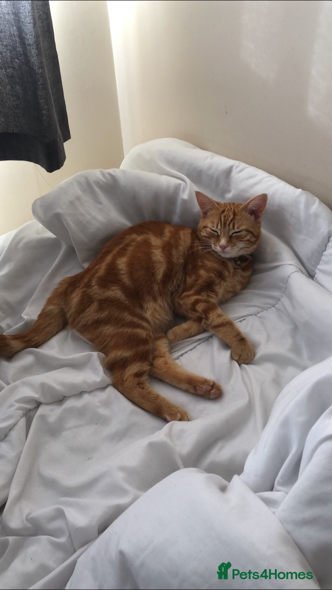 Domestic Shorthair cats for sale: 2 kittens looking for their new home  - Image 3