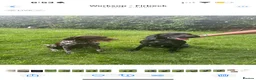 German Shorthaired Pointer dogs for sale: KC registered German shorthairs pointers for sale  - Advert 9