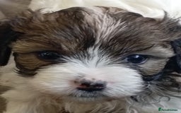 Mixed Breed dogs for sale: 2nd generation Yorkichons - Image 11