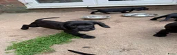 Cocker Spaniel dogs for sale: Working Cocker Spaniel Puppies For Sale - Advert 9