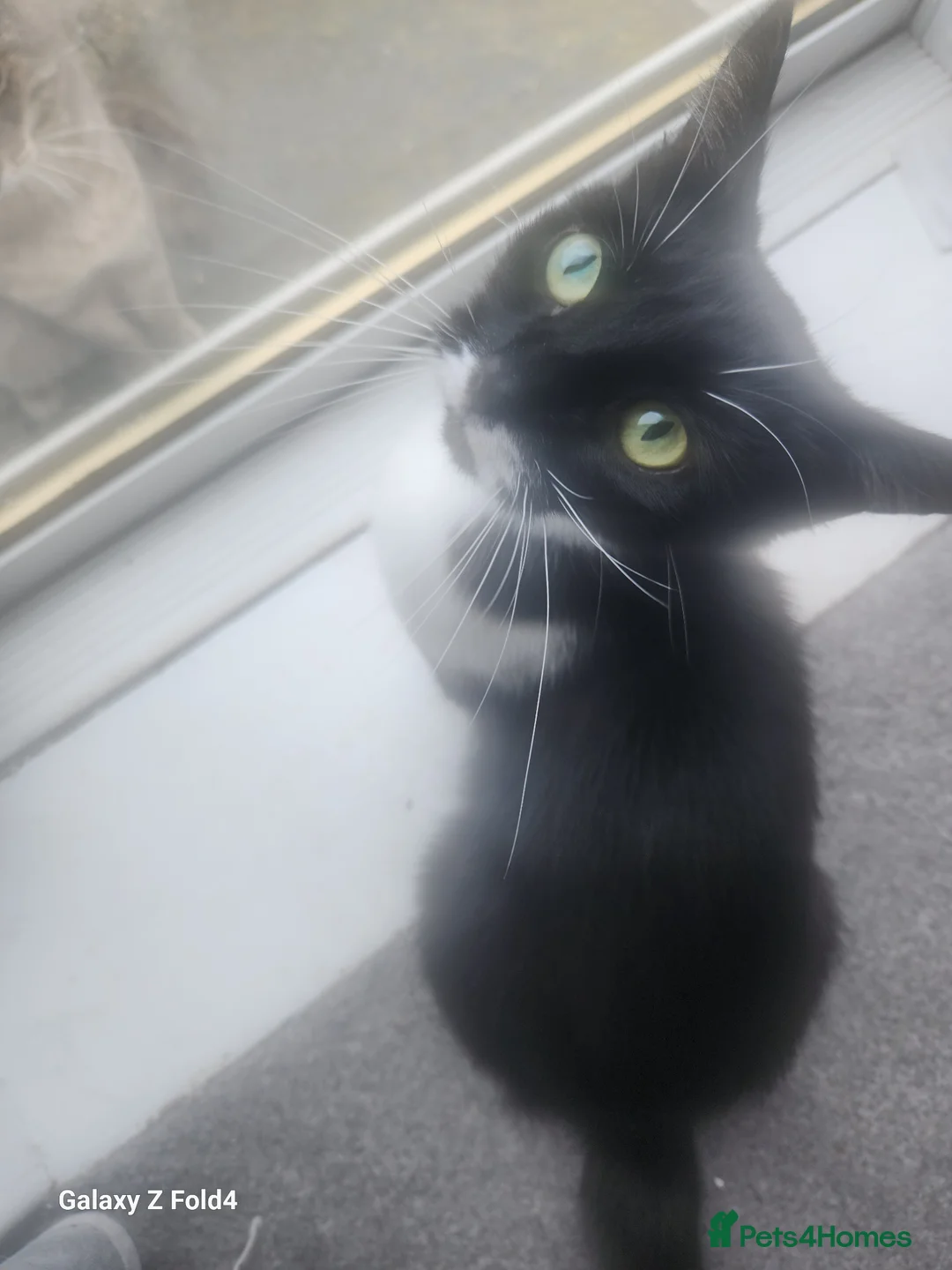 Mixed Breed cats for sale: Male kitten - Advert 4
