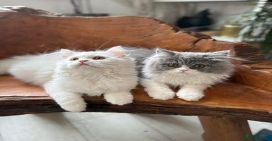 Persian cats in London - Advert 8