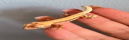 Gecko reptiles for sale: Baby crested gecko’s  - Advert 9