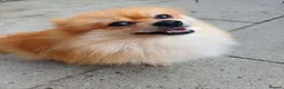 Pomeranian dogs for sale: Male Pomeranian 2 Years Old - Advert 2