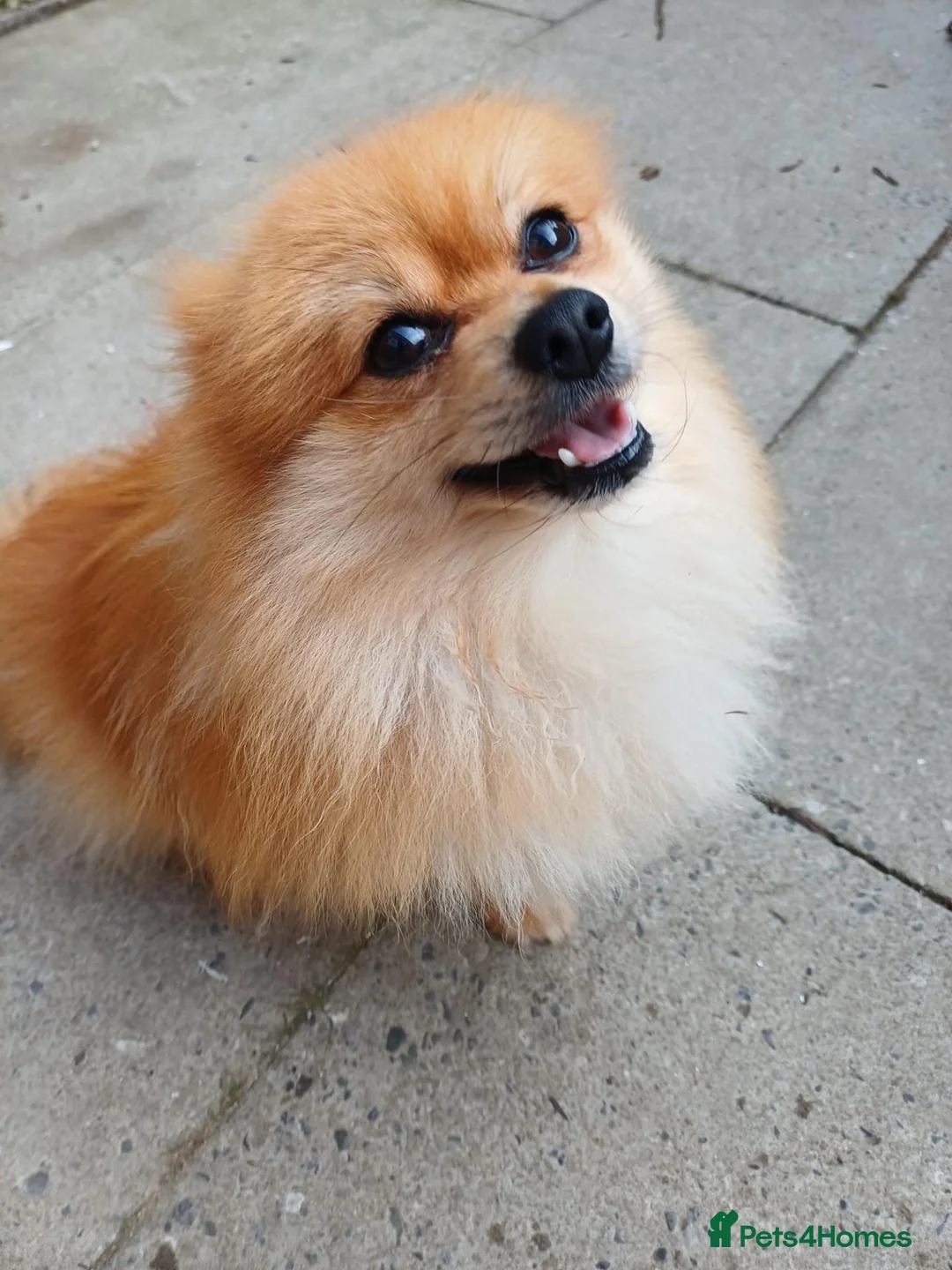 Pomeranian dogs for sale: Male Pomeranian 2 Years Old - Advert 2