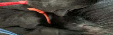 Mr Orange