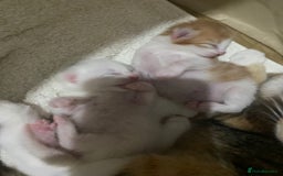 Domestic Shorthair cats for sale: Beautiful kittens  - Image 11